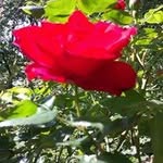 Rita Alberti - @ritaalbe61 - Instagram