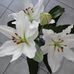 Rita Albrecht - Facebook
