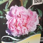 Rita Atchison - @ratchiso55 - Instagram