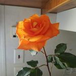 Rita Batchelor - @batchelorrita - Instagram