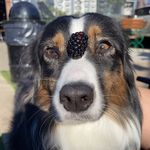 Rita Bean - @ritathebalancebean - Instagram