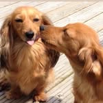 Rita Bedford - @devondeluxedachshund - Instagram