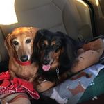 Rita Belanger - @duchessofdachshunds - Instagram