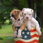 Rita Belanger - @bestofpetgear - Instagram