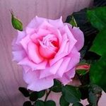 Rita Blair - @rita.blair - Instagram