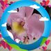 Rita Bresline - Facebook