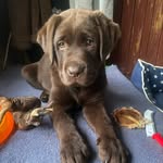 Rita, Brun labrador - @issemosegaard_labrador - Instagram