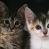 Rita - @ritaburger - TikTok