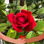 Rita Cantu - @sunsetmomma18 - Instagram