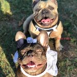 Rita Carson - @r_frenchie_life - Instagram
