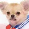 user9438362166890 - @ritadallachiesa - TikTok