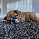 Rita (corey) - @rita_thebulldog - Instagram