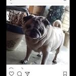 Rita Costello - @ritacostello54la - Instagram
