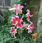 Rita Dearborn - Facebook