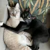 Rita Decks - @rita.decks - TikTok