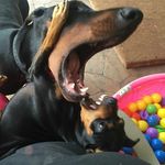 Dexter and Rita - @dexter_and_rita - Instagram