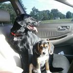 Dexter and Rita - @dexterandrita - Instagram