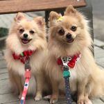 Dexter e Rita - @dextererita.spitz - Instagram