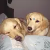dexter.e.rita.golden - @dexter.e.rita.golden - TikTok