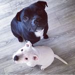 Dexter&Rita - @ritaochdexter - Instagram