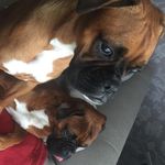 Dexter&Rita🐾 - @dexter.rita - Instagram