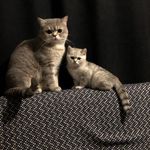 Rita & Dex - @rita_dextercats - Instagram