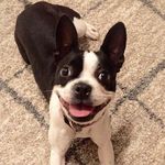 Rita & Dexter - @rita_and_dexter - Instagram