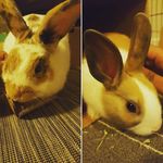 Rita and Dexter - @rita.and.dexter - Instagram