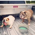 Rita Y Dexter - @theenglishbulldogs2019 - Instagram