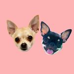 Rita & Dory The Chihuahuas - @rita.the.chihuahua - Instagram