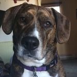 Rita Ann - @rita.beaglebull05 - Instagram