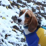 Rita the Beagle - @rita.beagle - Instagram