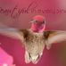 Rita Kaye Feltner - Facebook