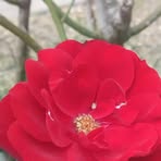 Rita Field - Facebook