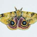 Rita Gould - @ritagould_illustration_team - Instagram