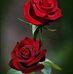 Rita Graff - Facebook