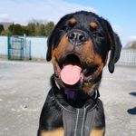 Rita Graham - @dante.therottweiler - Instagram