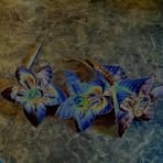 Rita Greenspan - Facebook
