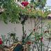 Rita Hauser - Facebook