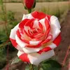 Rita Hochschild - @rita.hochschild - TikTok