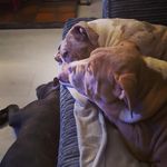 Rita And Sue and Hunter - @rita_sue_hunter_xl - Instagram