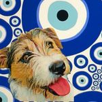 Rita Jack Russell Terrier 🐶✨🇦🇷 - @rita.laperritaok - Instagram