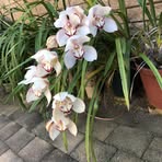 Rita Johnston - Facebook