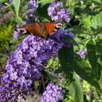 Rita Johnston - Facebook