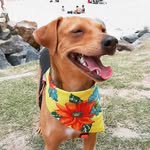 Ritaleena Brito - @ritaleenathedog - Instagram