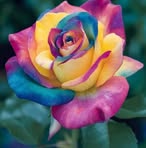 Rita Mangano - Facebook