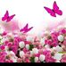 Rita Mansour - Facebook