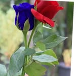 Shamal Waghmare - @rita.marshal2000 - Instagram