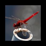 Rita Hornsby McDade - @nanarita58 - Instagram