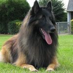 Belgian Shepherd - @rita.c.meadows - Instagram